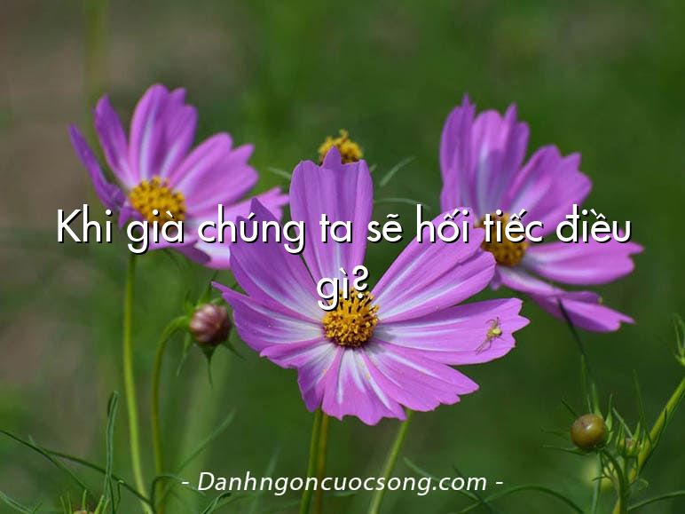 Khi già chúng ta sẽ hối tiếc điều gì?