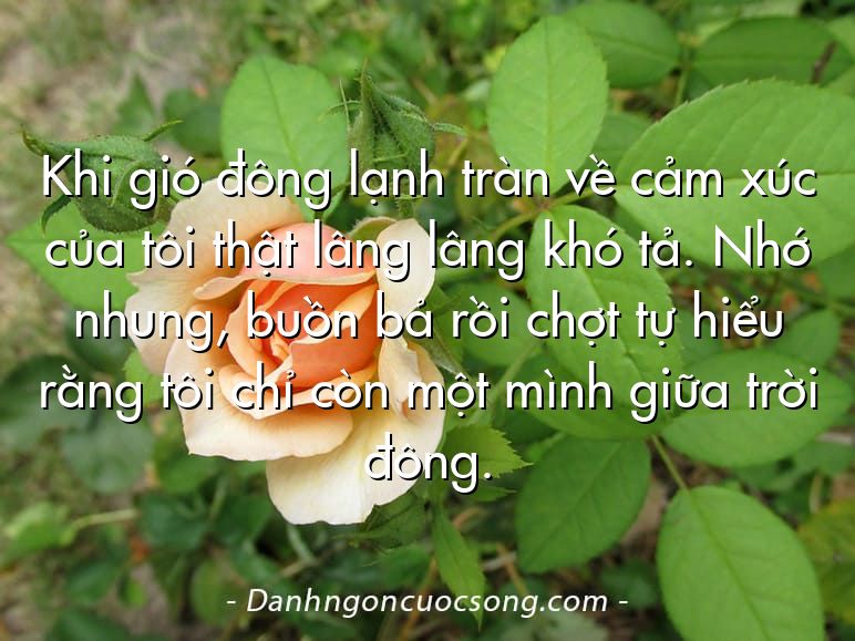 Khi gió đông lạnh tràn về cảm xúc của tôi thật lâng lâng khó tả. Nhớ nhung, buồn bả rồi chợt tự hiểu rằng tôi chỉ còn một mình giữa trời đông.