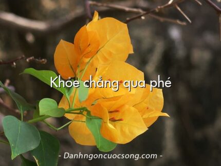 Khỏe chẳng qua phé