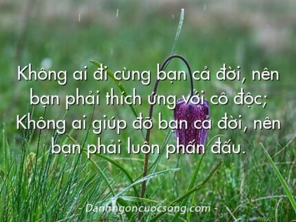 Không ai đi cùng bạn cả đời, nên bạn phải thích ứng với cô độc; Không ai giúp đỡ bạn cả đời, nên bạn phải luôn phấn đấu.