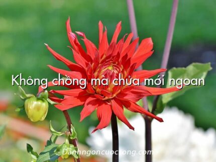 Không chồng mà chửa mới ngoan