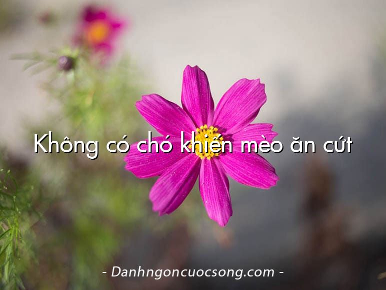 Không có chó khiến mèo ăn cứt