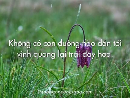 Không có con đường nào dẫn tới vinh quang lại trải đầy hoa.