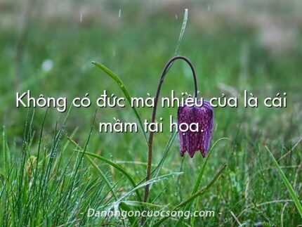 Không có đức mà nhiều của là cái mầm tai họa.