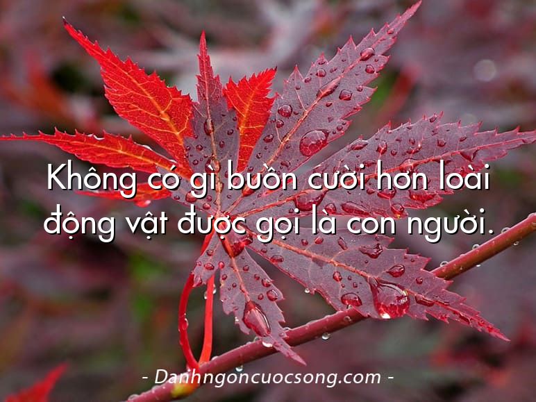 Không có gì buồn cười hơn loài động vật được gọi là con người.