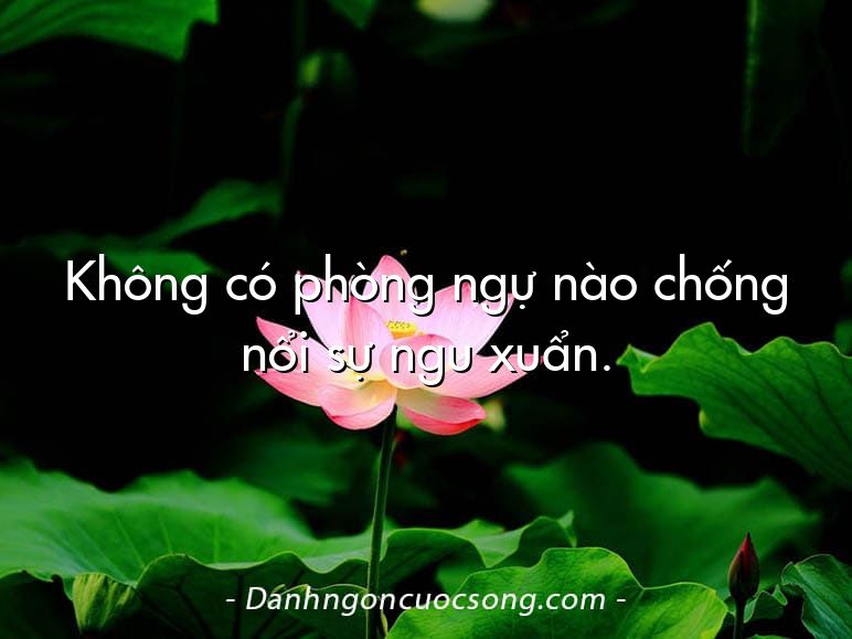 Không có phòng ngự nào chống nổi sự ngu xuẩn.