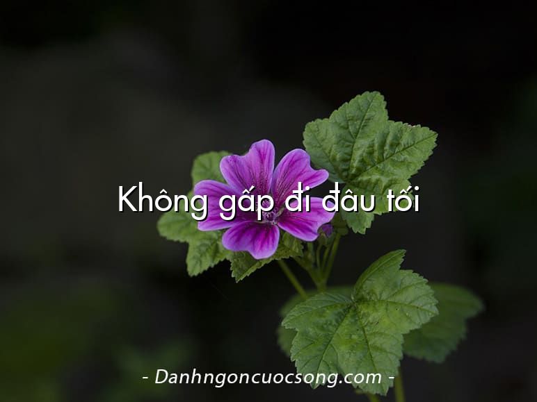 Không gấp đi đâu tối