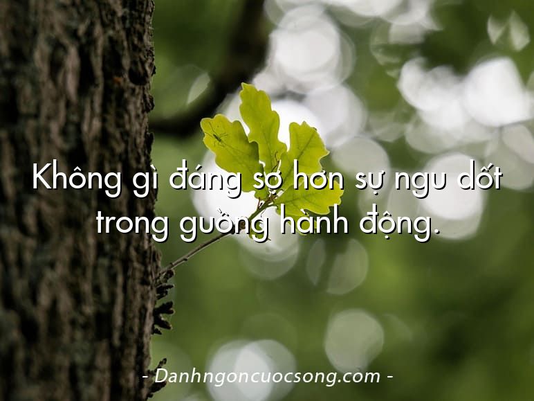 Không gì đáng sợ hơn sự ngu dốt trong guồng hành động.