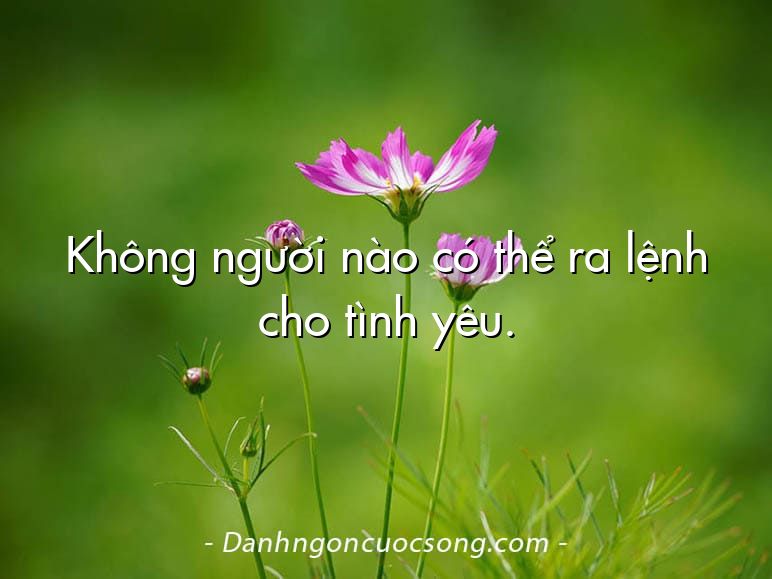Không người nào có thể ra lệnh cho tình yêu.