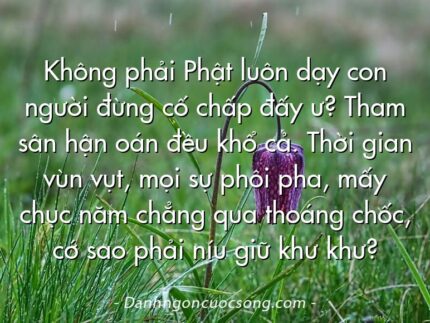 Không phải Phật luôn dạy con người đừng cố chấp đấy ư? Tham sân hận oán đều khổ cả. Thời gian vùn vụt, mọi sự phôi pha, mấy chục năm chẳng qua thoáng chốc, cớ sao phải níu giữ khư khư?