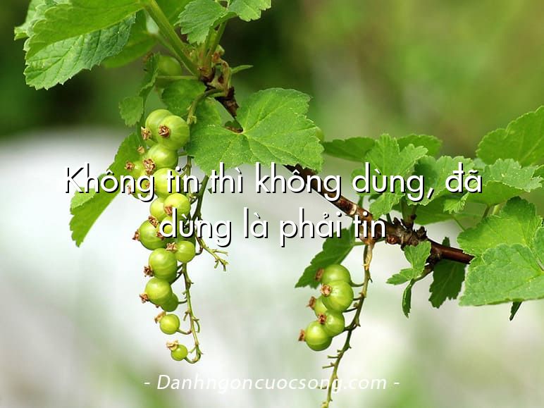 Không tin thì không dùng, đã dùng là phải tin