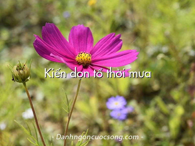 Kiến dọn tổ thời mưa
