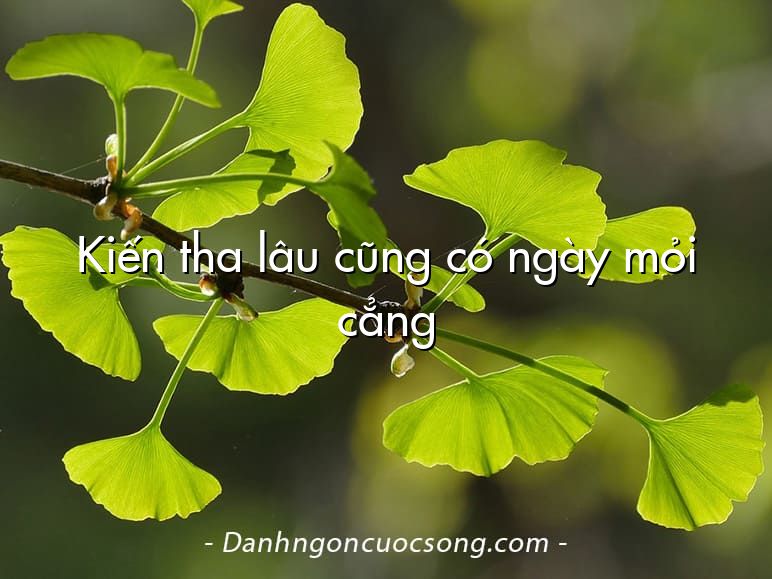 Kiến tha lâu cũng có ngày mỏi cẳng