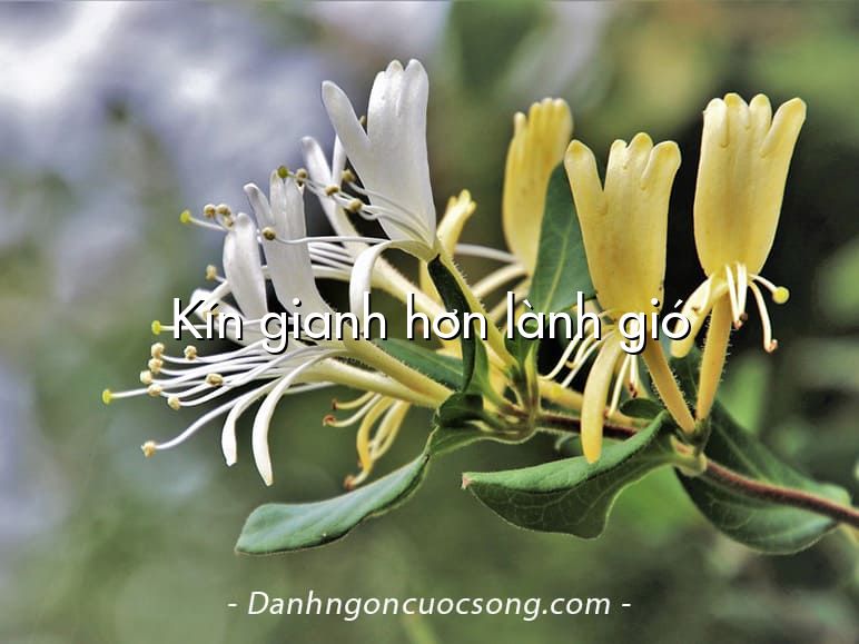Kín gianh hơn lành gió