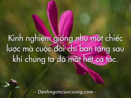 Kinh nghiệm giống như một chiếc lược mà cuộc đời chỉ ban tặng sau khi chúng ta đã mất hết cả tóc.