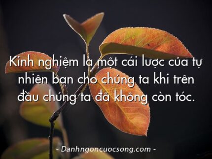Kinh nghiệm là một cái lược của tự nhiên ban cho chúng ta khi trên đầu chúng ta đã không còn tóc.