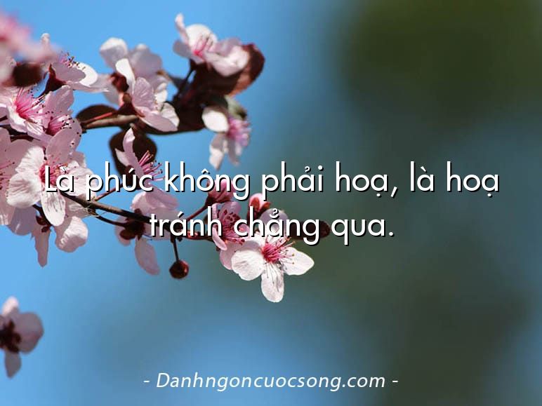 Là phúc không phải hoạ, là hoạ tránh chẳng qua.