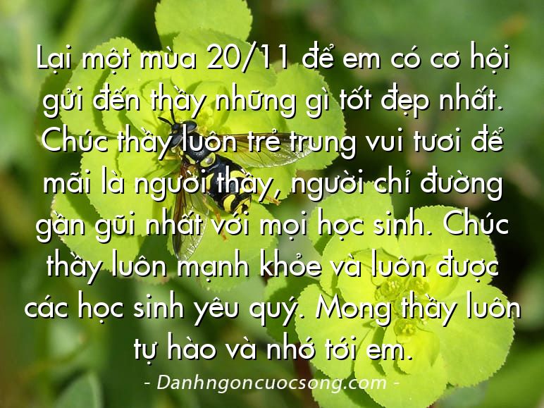 Lại một mùa 20/11 để em có cơ hội gửi đến thầy những gì tốt đẹp nhất. Chúc thầy luôn trẻ trung vui tươi để mãi là người thầy, người chỉ đường gần gũi nhất với mọi học sinh. Chúc thầy luôn mạnh khỏe và luôn được các học sinh yêu quý. Mong thầy luôn tự hào và nhớ tới em.