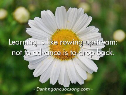 Learning is like rowing upstream: not to advance is to drop back.