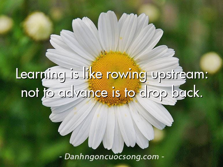 Learning is like rowing upstream: not to advance is to drop back.