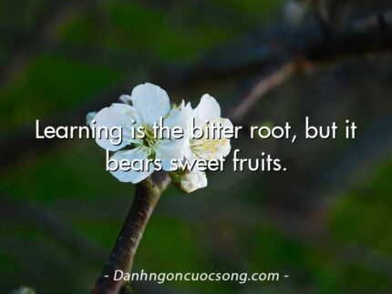 Learning is the bitter root, but it bears sweet fruits.