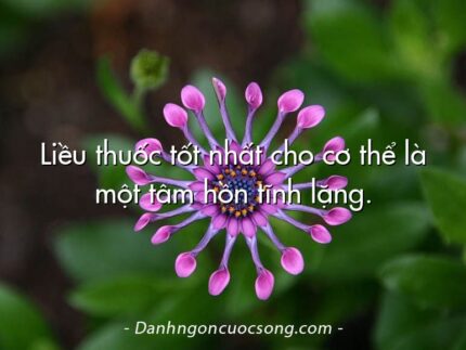 Liều thuốc tốt nhất cho cơ thể là một tâm hồn tĩnh lặng.