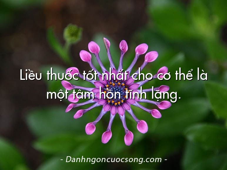 Liều thuốc tốt nhất cho cơ thể là một tâm hồn tĩnh lặng.