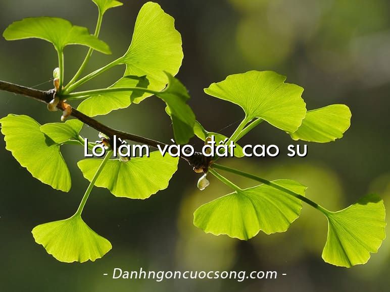 Lỡ lầm vào đất cao su