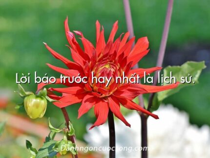 Lời báo trước hay nhất là lịch sử.