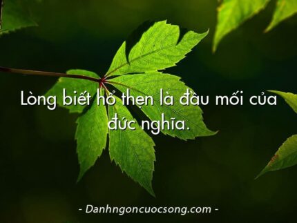 Lòng biết hổ thẹn là đầu mối của đức nghĩa.