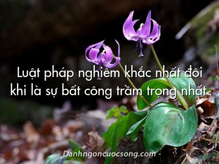 Luật pháp nghiêm khắc nhất đôi khi là sự bất công trầm trọng nhất.