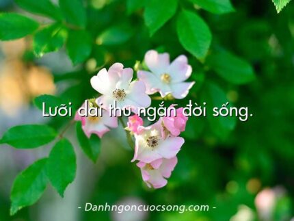 Lưỡi dài thu ngắn đời sống.