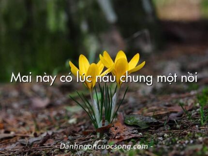 Mai này có lúc nấu chung một nồi