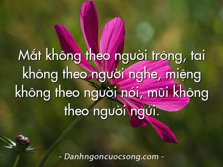 Mắt không theo người trông, tai không theo người nghe, miệng không theo người nói, mũi không theo người ngửi.