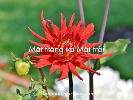 Mặt trăng và Mặt trời