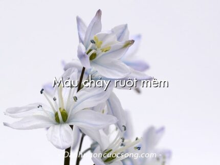 Mảu chảy ruột mềm