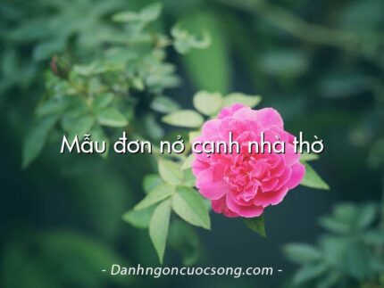 Mẫu đơn nở cạnh nhà thờ