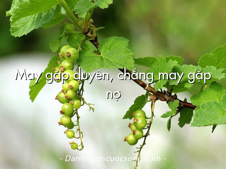 May gặp duyên, chẳng may gặp nợ