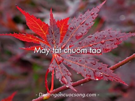 Mày tát chuôm tao