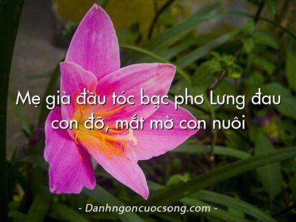 Mẹ già đầu tóc bạc phơ Lưng đau con đỡ, mắt mờ con nuôi