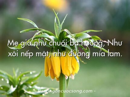 Mẹ già như chuối ba hương, Như xôi nếp mật, như đường mía lam.