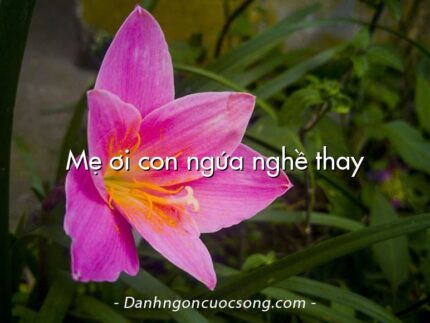 Mẹ ơi con ngứa nghề thay