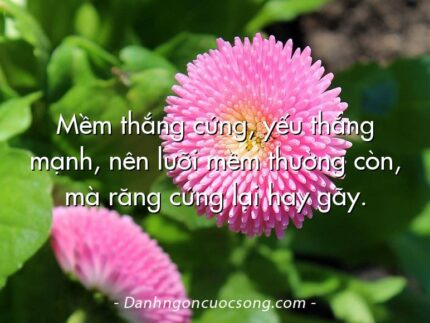 Mềm thắng cứng, yếu thắng mạnh, nên lưỡi mềm thường còn, mà răng cứng lại hay gãy.