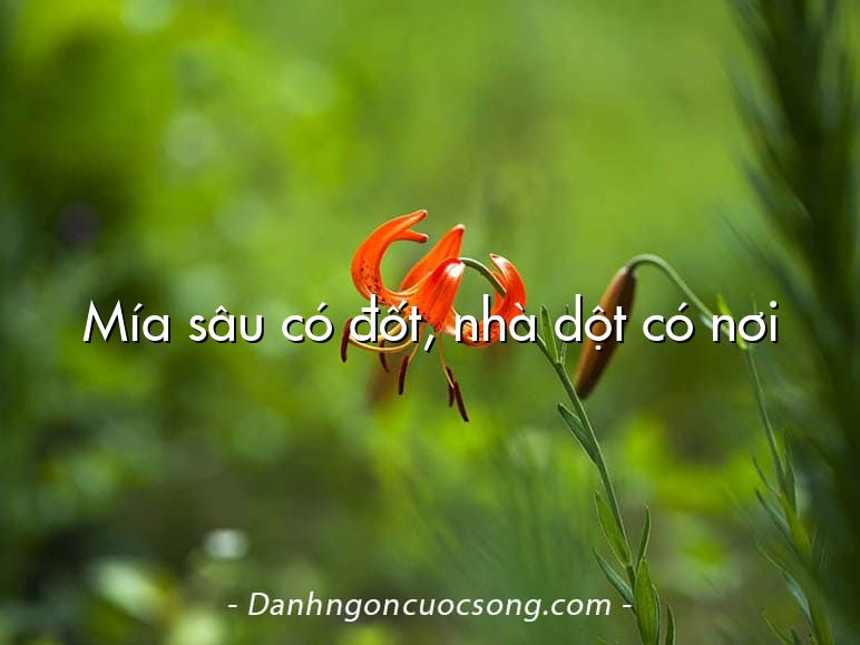 Mía sâu có đốt, nhà dột có nơi