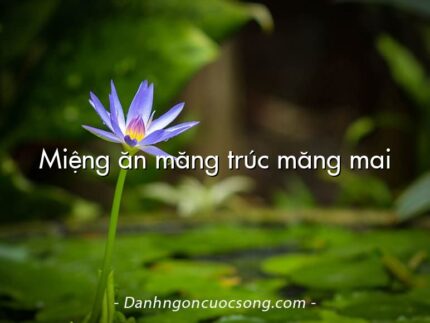 Miệng ăn măng trúc măng mai