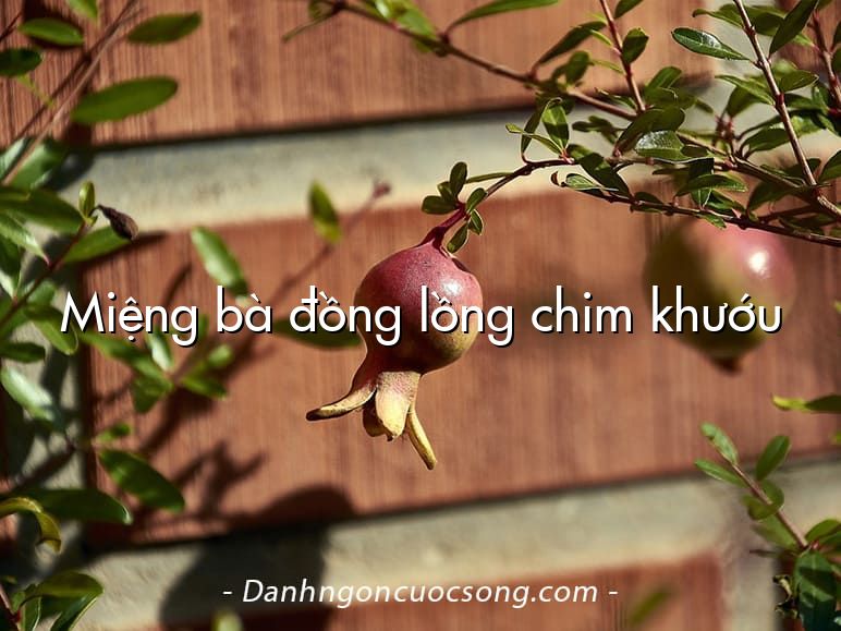Miệng bà đồng lồng chim khướu