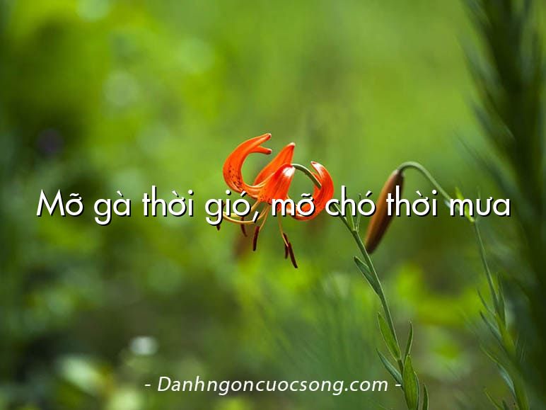 Mỡ gà thời gió, mỡ chó thời mưa