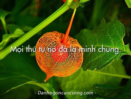 Mọi thứ tự nó đã là minh chứng.