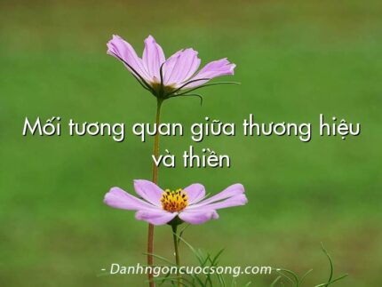 Mối tương quan giữa thương hiệu và thiền
