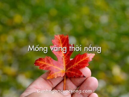 Mống vàng thời nắng